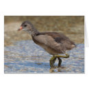 Recherche de poussin humoristique cartes postales Drôle