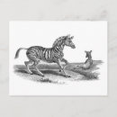 Recherche de animaux vintages cartes postales Zèbre