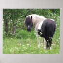 Recherche de cheval fou posters Poney