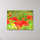 Recherche de pavots impressions sur toile Photographie