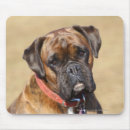 Recherche de chien boxeur tapis souris Plomb et pam langrish