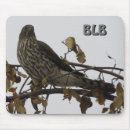 Recherche de oiseaux proie tapis souris Photographie de la nature