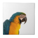 Recherche de d ara carreaux Oiseau tropical