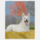 Recherche de ami velu Chien