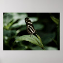 Recherche de zèbre vert posters Blanc