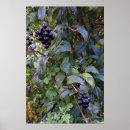 Recherche de chute posters Lumière