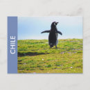 Recherche de penguin cartes postales Pingouin
