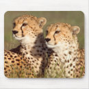 Recherche de vigilance tapis souris Image en couleur