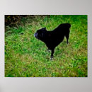 Recherche de peinture de carlin posters Animal