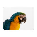 Recherche de perroquets magnets Animaux