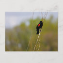 Recherche de phoeniceus Aviaire