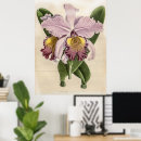 Recherche de orchidée de cattleya posters Fleurs