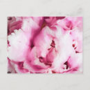 Recherche de pivoines cartes postales Coloré