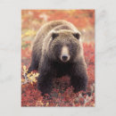 Recherche de ours gris cartes postales Faune