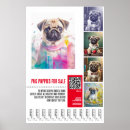 Recherche de chiot de carlin posters Côtelettes