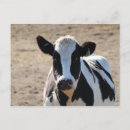 Recherche de vache noire et blanche cartes postales Vaches