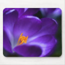 Recherche de crocus tapis souris Pourpre