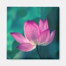 Recherche de fleur de lotus magnets Plante