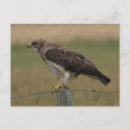 Recherche de buse cartes postales Rapaces