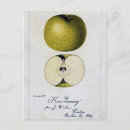 Recherche de pommes vertes cartes postales Vintage