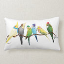 Recherche de perruche de coussins Oiseaux
