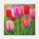 Recherche de paysage de tulipe magnets Ressort