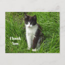 Recherche de chat smoking vœux cartes Chaton