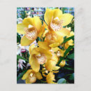 Recherche de cymbidium cartes postales Orchidée