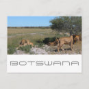 Recherche de kalahari cartes postales Afrique