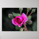 Recherche de rose et bourgeon de rose posters Photographie de la nature