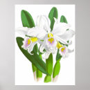 Recherche de vintage orchidee posters Pour tous