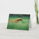Recherche de étalon sauvage vœux cartes Poney
