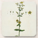 Recherche de elizabeth bar Fleurs