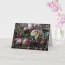 Recherche de hellebores vœux cartes Hellébore
