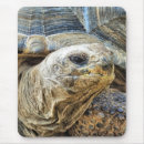 Recherche de tortue mignonne tapis souris Tortues