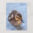Recherche de caneton posters Mignon