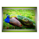 Recherche de beau paon cartes postales Blanc