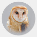 Recherche de yeux de hibou autocollants Faune