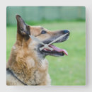 Recherche de chiot berger allemand horloges Parc