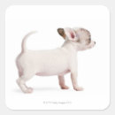Recherche de chiwawa photographie Animal