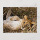 Recherche de siestes cartes postales Bébé