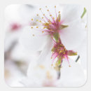 Recherche de amande autocollants Floral