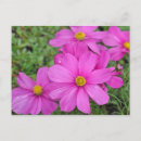 Recherche de fleur cosmos cartes postales Fleurs