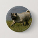 Recherche de jouant badges Chien