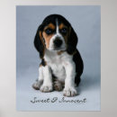 Recherche de beagles posters Dog