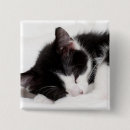 Recherche de pelucheux badges Chaton