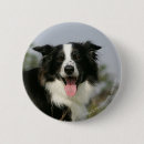 Recherche de border collie geschenke Photographe canin
