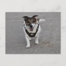 Recherche de russel cartes postales Terrier