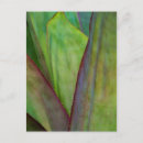 Recherche de agaves cartes postales Détail