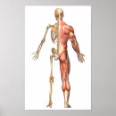 Recherche de muscle humain posters Squelette